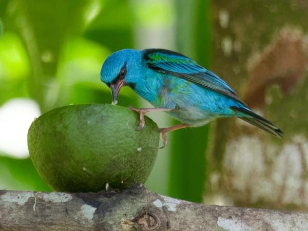<h3><a href="/trips/costa-rica/biota/animalia/chordata/aves/040 passeriformes/127 thraupidae/dacnis cayana/dacnis cayana-nl.html">Dacnis&nbsp;cayana</a> / Blue&nbsp;dacnis / Blauwe&nbsp;pitpit</h3>OM-1 Mark II met M.300mm F4.0 + MC-14, 1/2000 sec  bij F5.6, ISO 8000, afstand 12.1&nbsp;m